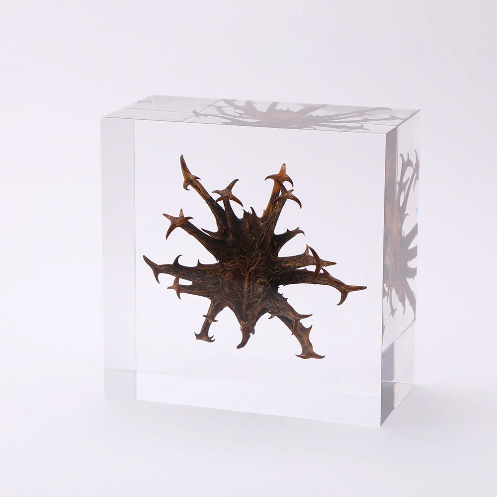 Harpagophytum Procumbens Sola Cube