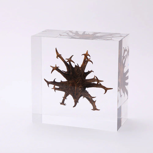 Load image 1 in gallery view