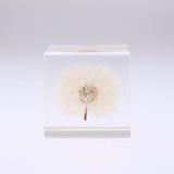 Dandelion Sola Cube